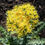 Thumbnail: RHODIOLA ROOT (Rhodiola rosea) .5 oz