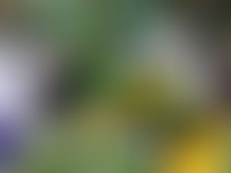 FESTIVAL OFFENSIF À AUTZEN : OREGON TROP FORT POUR JAMES MADISON