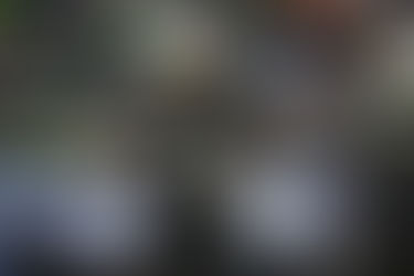 HEISMAN 2025 : UNE COURSE DÉJÀ FASCINANTE APRÈS QUATRE SEMAINES