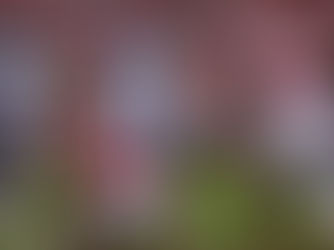 OLE MISS DOMPTE OKLAHOMA ET RESTE EN COURSE POUR LES PLAYOFFS