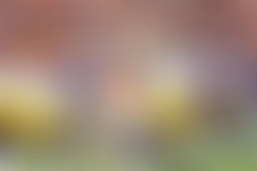 LSU RENVERSE CLEMSON : NUSSMEIER DÉCISIF, LA DÉFENSE INTRAITABLE