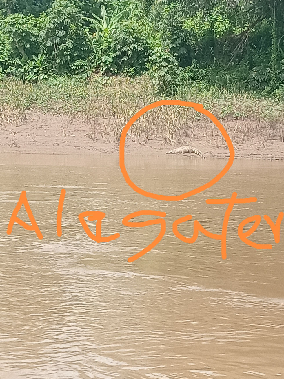 Nasty looking Alligator