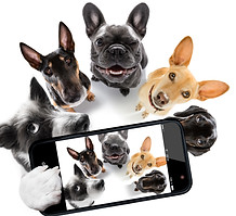 team group row of dogs taking a selfie isolated on white background, smile and happy snaps