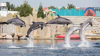 Dolfinarium