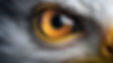 super-realistic-seagull-eye-vivid-attractive-eagles-eye-rendering.jpg