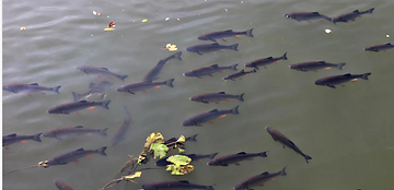 Grass Carp Swimming.png