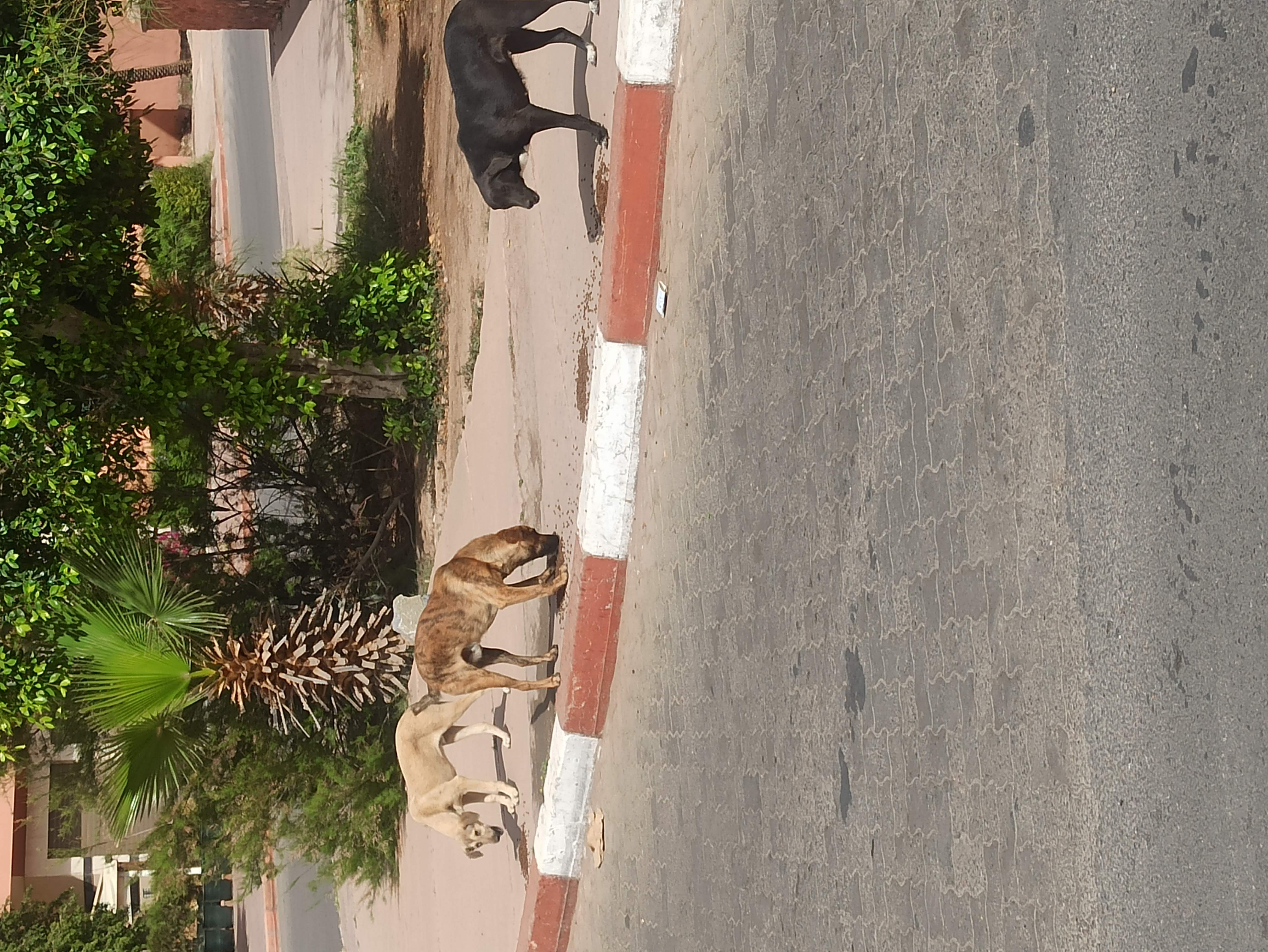 Adoption De Chiens Pension Dog Universe Marrakech Maroc