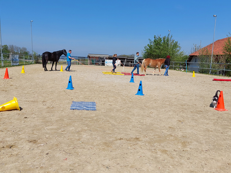 Die Pferde sind die wahren Coaches!