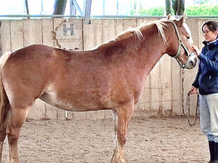 Führungskräftecoaching mit Pferd I DIE Werkstatt am Hof