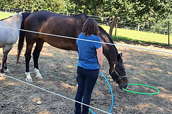 Einzelselbsterfahrung-mit-Pferd