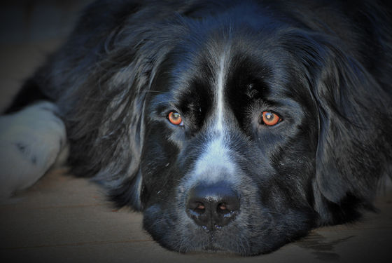 Be the person your Dog thinks you are