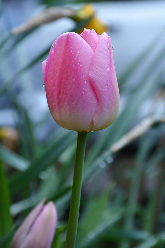 Don't Wait for May Flowers