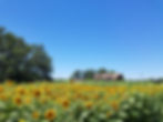 fields of gold