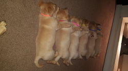 WE LOVE ALL PUPPIES