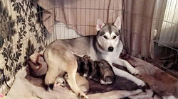 ALL PET LOVERS LOVE PUPPIES