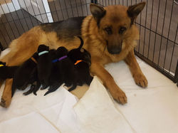HEALTHY PARENTS BRINGS HEALTHY PUPS