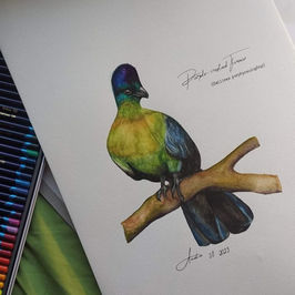South African Turacos