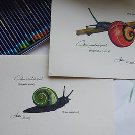Colourful Creatures