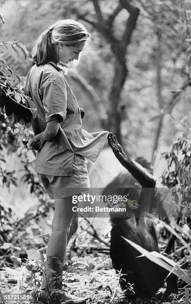 https://www.gettyimages.com/detail/news-photo/jane-goodall-with-one-of-her-research-subjects-in-the-gombe-news-photo/517215896?adppopup=true