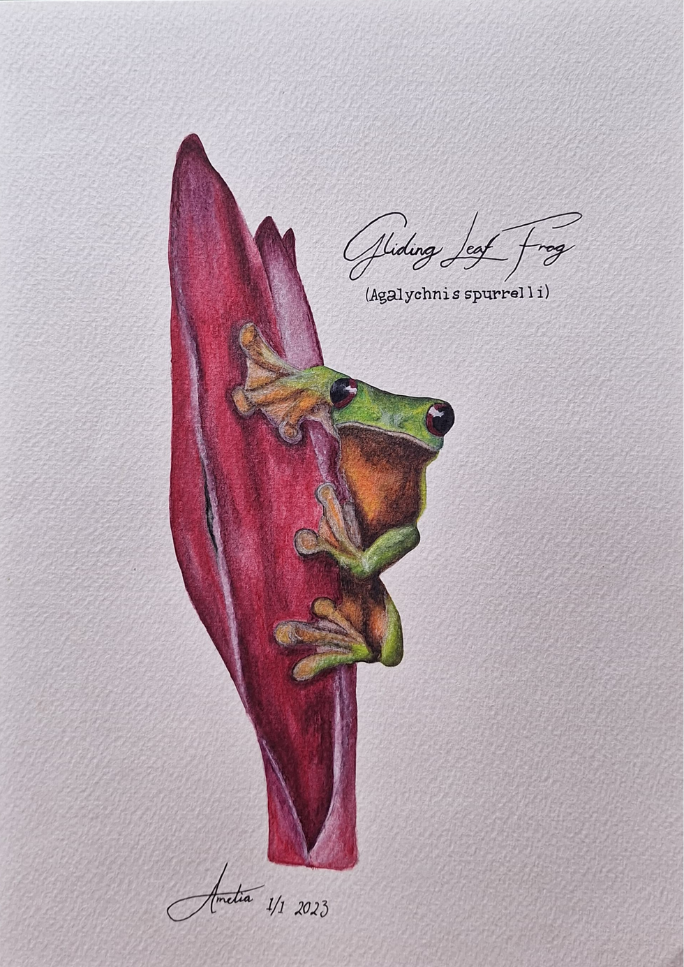 Gliding Leaf Frog