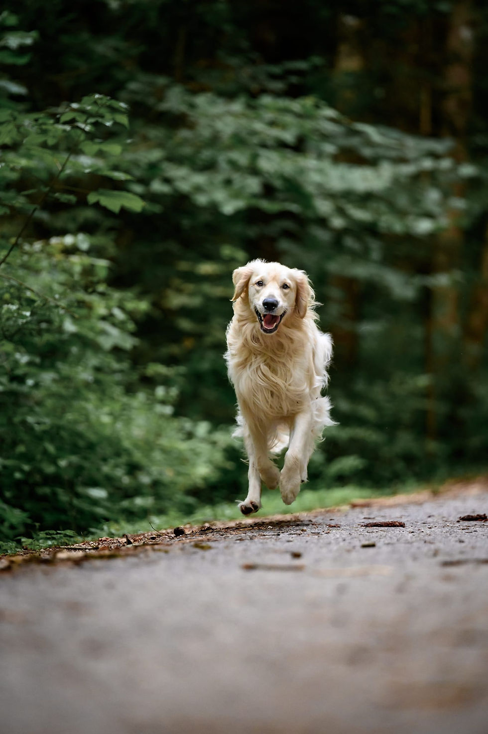 süßer Hund von Tatjana Huss