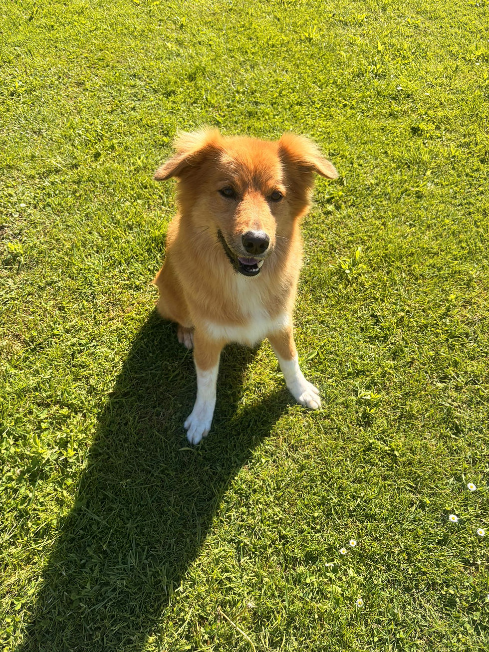 süßer Hund