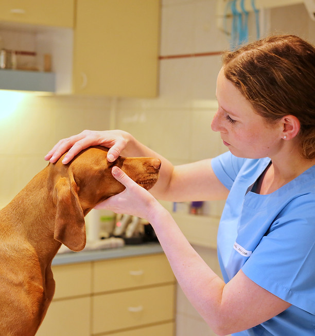 Tierärztin behandelt Hund