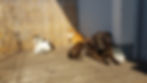 Hund und Katzen von Thomas Holzer