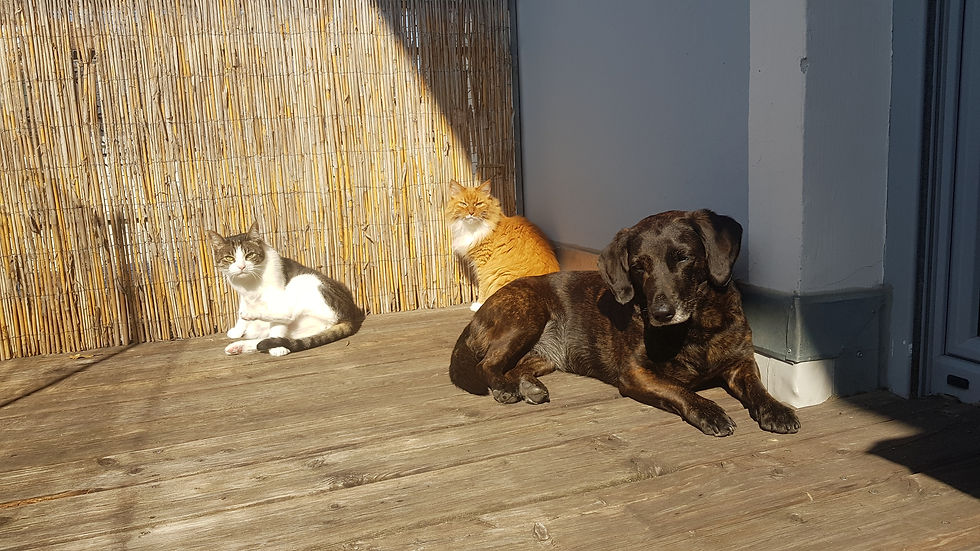 Hund und Katzen von Thomas Holzer