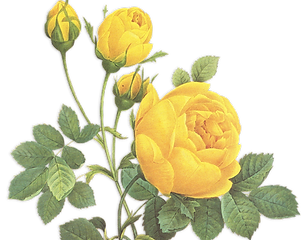 Yellow Roses Illustration