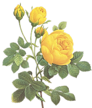 Yellow Roses Illustration