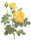 Yellow Roses Illustration 