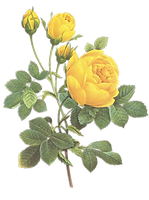Yellow Roses Illustration