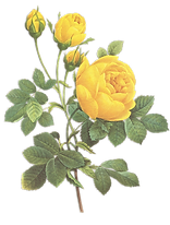 Yellow Rose