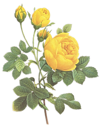 Yellow Roses Illustration