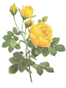 Rosas amarillas Ilustración