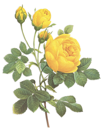 Gelbe Rosen Illustration