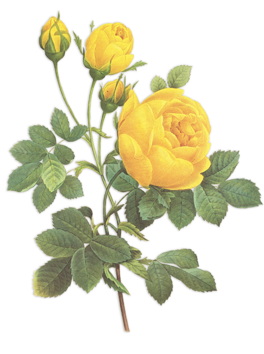 Yellow Roses Illustration 