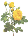Yellow Roses Illustration