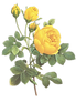 黄色いバライラスト