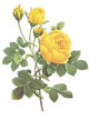 Yellow Roses Illustration