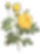 Yellow Roses Illustration
