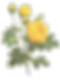 Yellow Roses Illustration