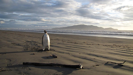 Kapiti Coast