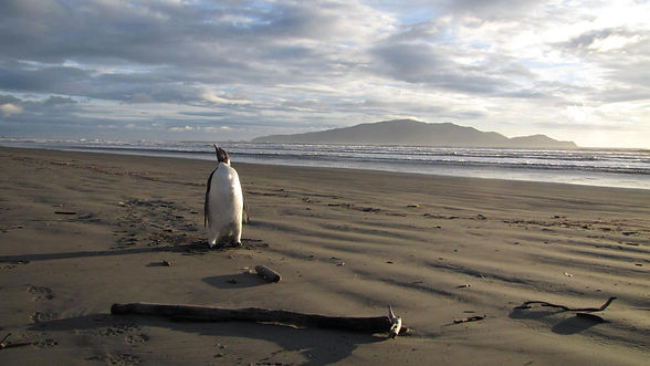 Kapiti Coast