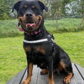 Rottweiler