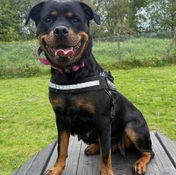Rottweiler