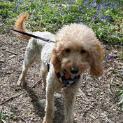 Poodle (Miniature) crossbreed