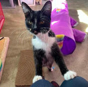 Domestic Shorthair crossbreed