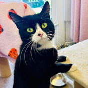 Domestic Shorthair crossbreed